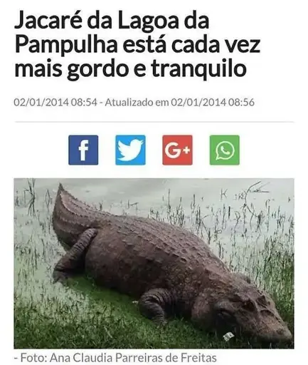 Print de notícia com título "Jacaré da Lagoa da Pampulha está cada vez mais gordo e tranquilo". Abaixo, uma foto do jacaré na beira da lagoa, em uma parte rasa e com grama rasteira. De fato ele parece gordinho e tranquilo.