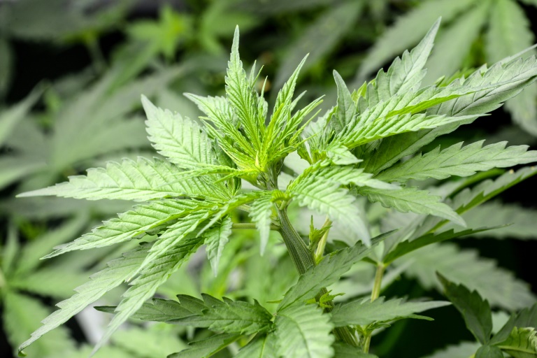 It's official: Luxembourg legalises cultivation and consumption of cannabis at home