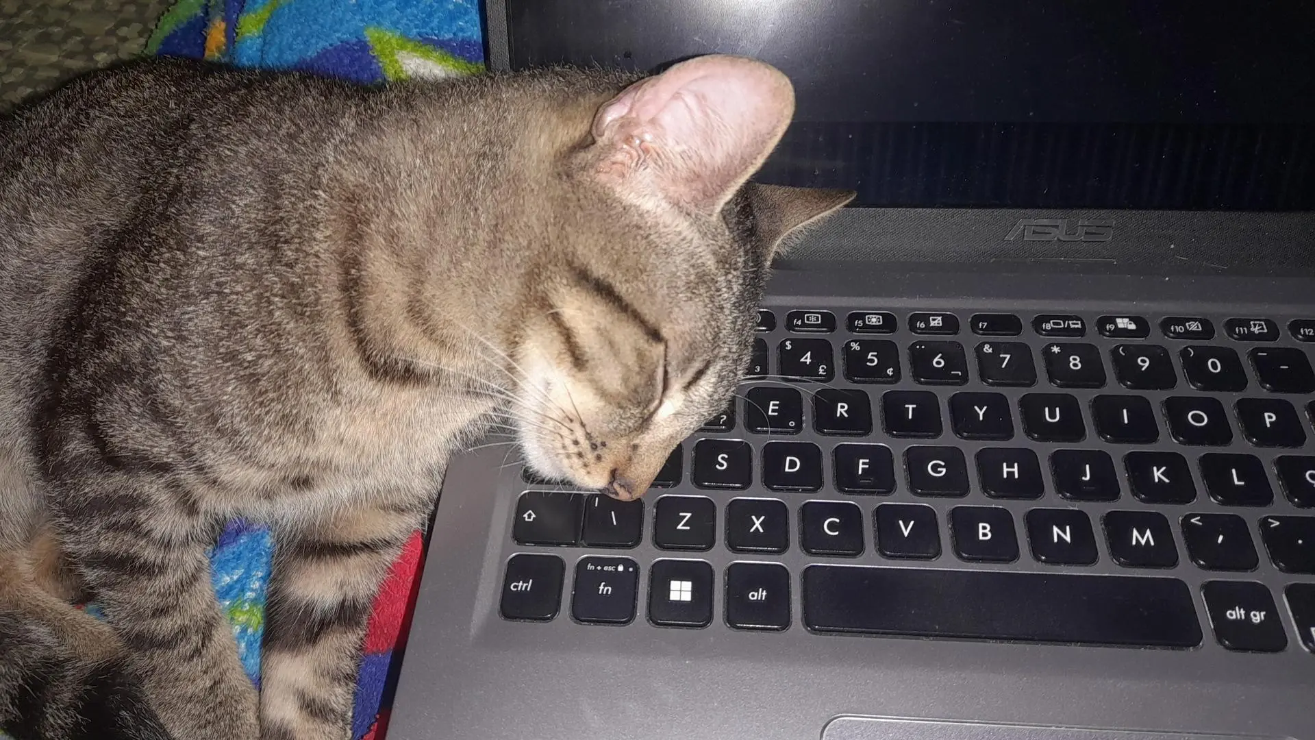 Foto de um gato cinza listrado dormindo, ele está apoiando a cabeça em cima do teclado de um notebook