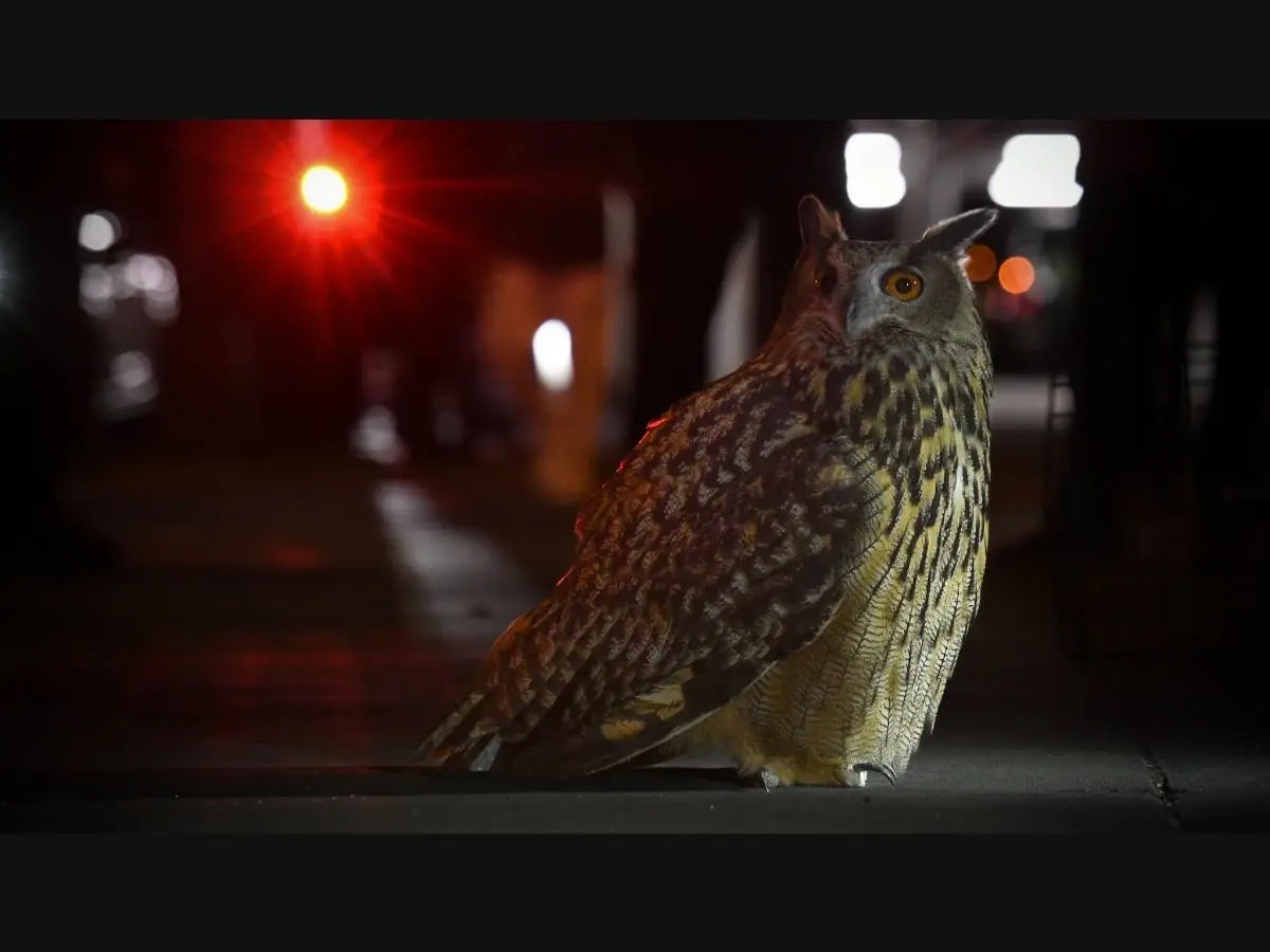 Fugitive Central Park Zoo Owl Eludes UES Police Tactics On Madison Ave