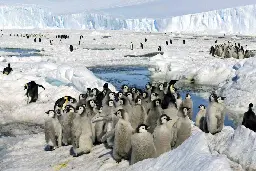 Cientistas estimam morte de 100% de bebês pinguins na Antártica por derretimento precoce do gelo