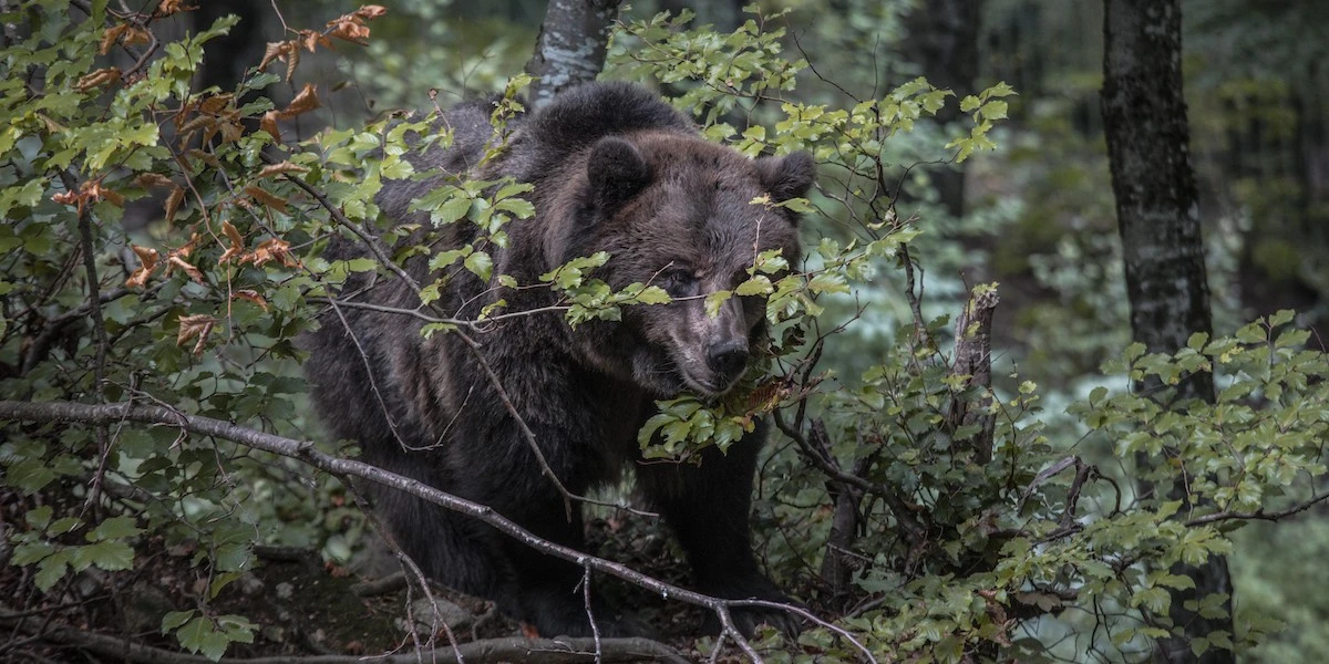 Cosa fare se si incontra un orso - Il Post