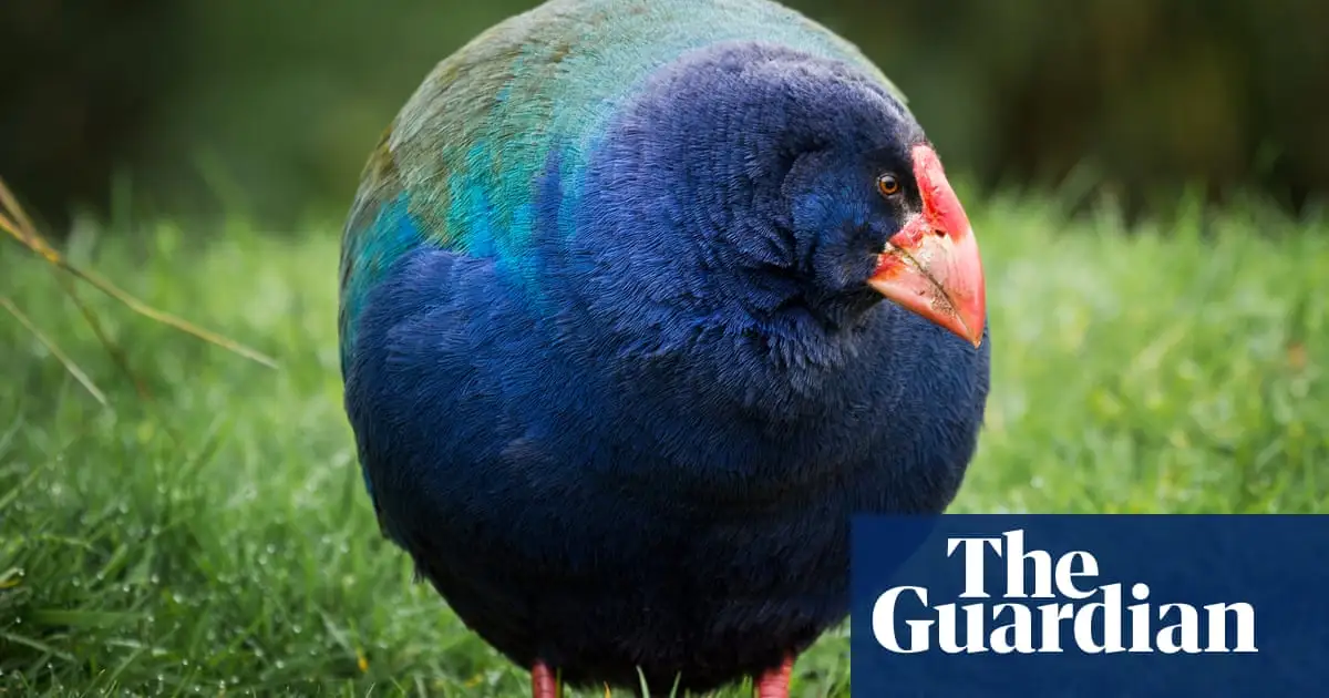 Prehistoric bird once thought extinct returns to New Zealand wild