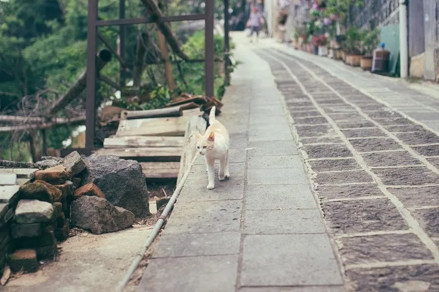 Police in China rescue over 1,000 cats from being slaughtered and sold as mutton, pork