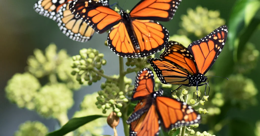 New ‘Detective Work’ on Butterfly Declines Reveals a Prime Suspect