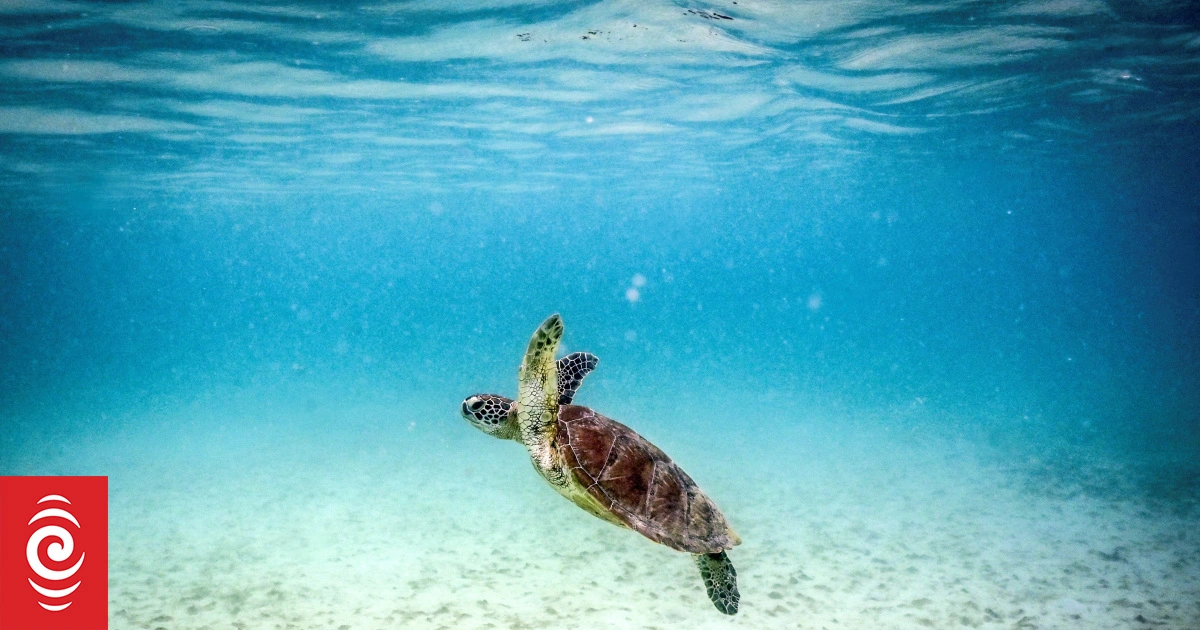 Great Barrier Reef already been dealt its death blow - scientist