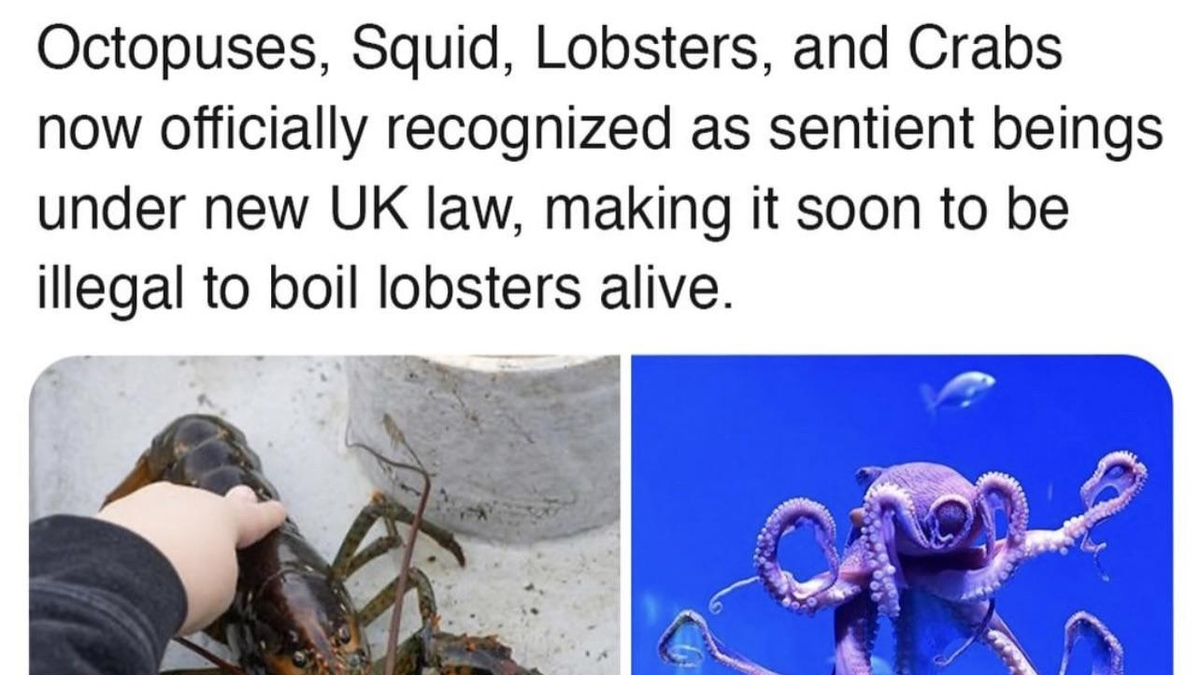 New Zealand Officially Recognizes Lobsters, Octopuses, and Crabs as Sentient Beings