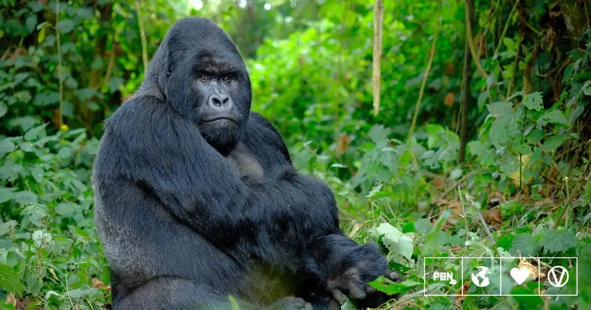 Spanish Government Finally Opens Period Of Consultation For 'Great Ape Law'