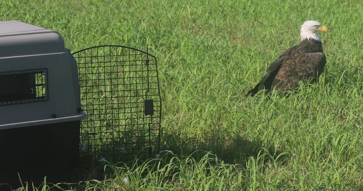 Bald eagle thought to be injured later deemed "too fat to fly"