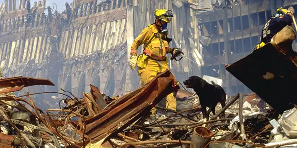 Remembering the Hero Dogs of September 11th