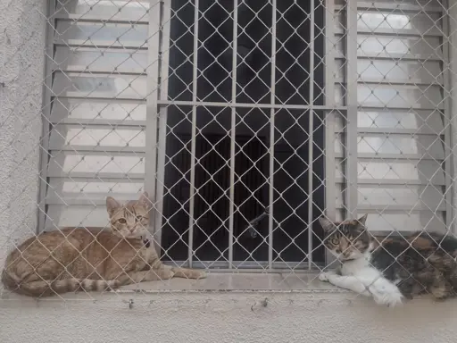 Foto colorida de uma janela telada. No batente entre a tela e a janela, à esquerda, um gato laranja deitado. À direita, uma gata tricolor. Ambos olham para a foto, cada um e uma extremidade da janela