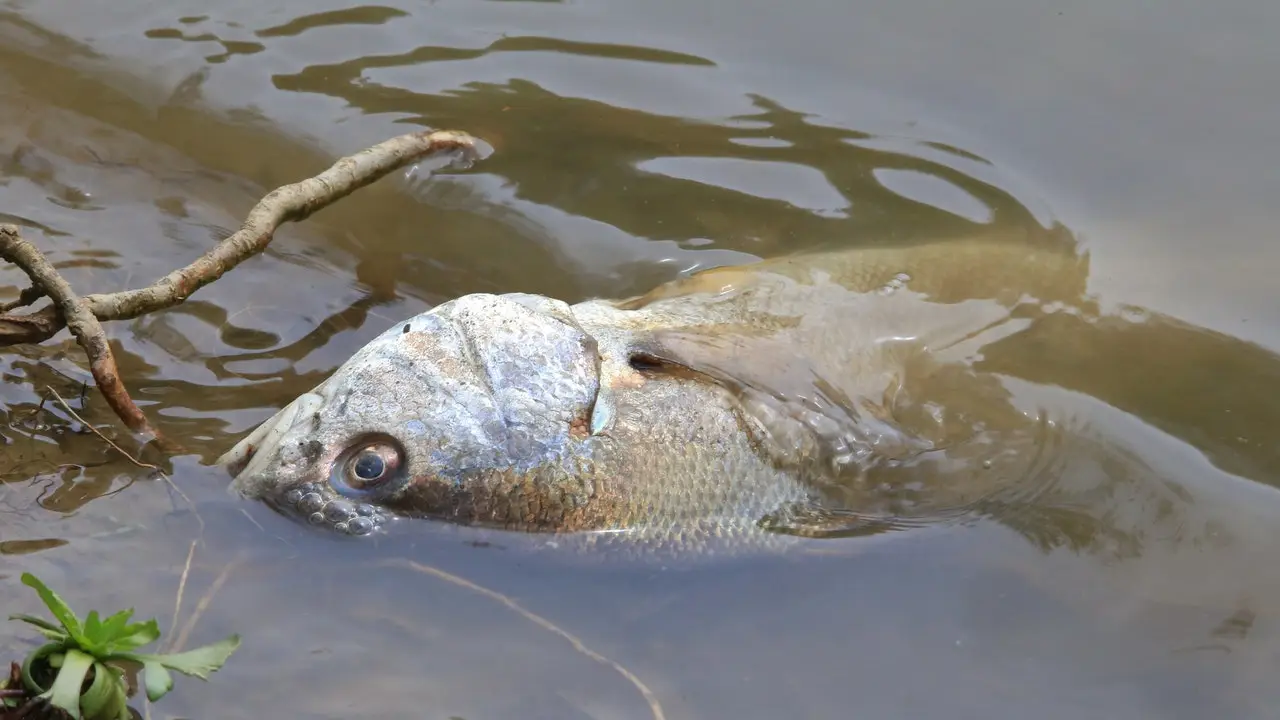 Casi 2 toneladas de peces mueren en Sonora por las altas temperaturas del agua