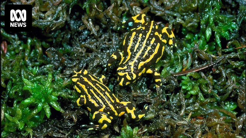 These frogs were thought close to extinction, but they've reappeared in a park blackened during Black Summer