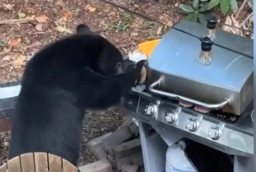 Watch: Barbecue-crashing bear eats 10 burgers, drinks Diet Coke - UPI.com