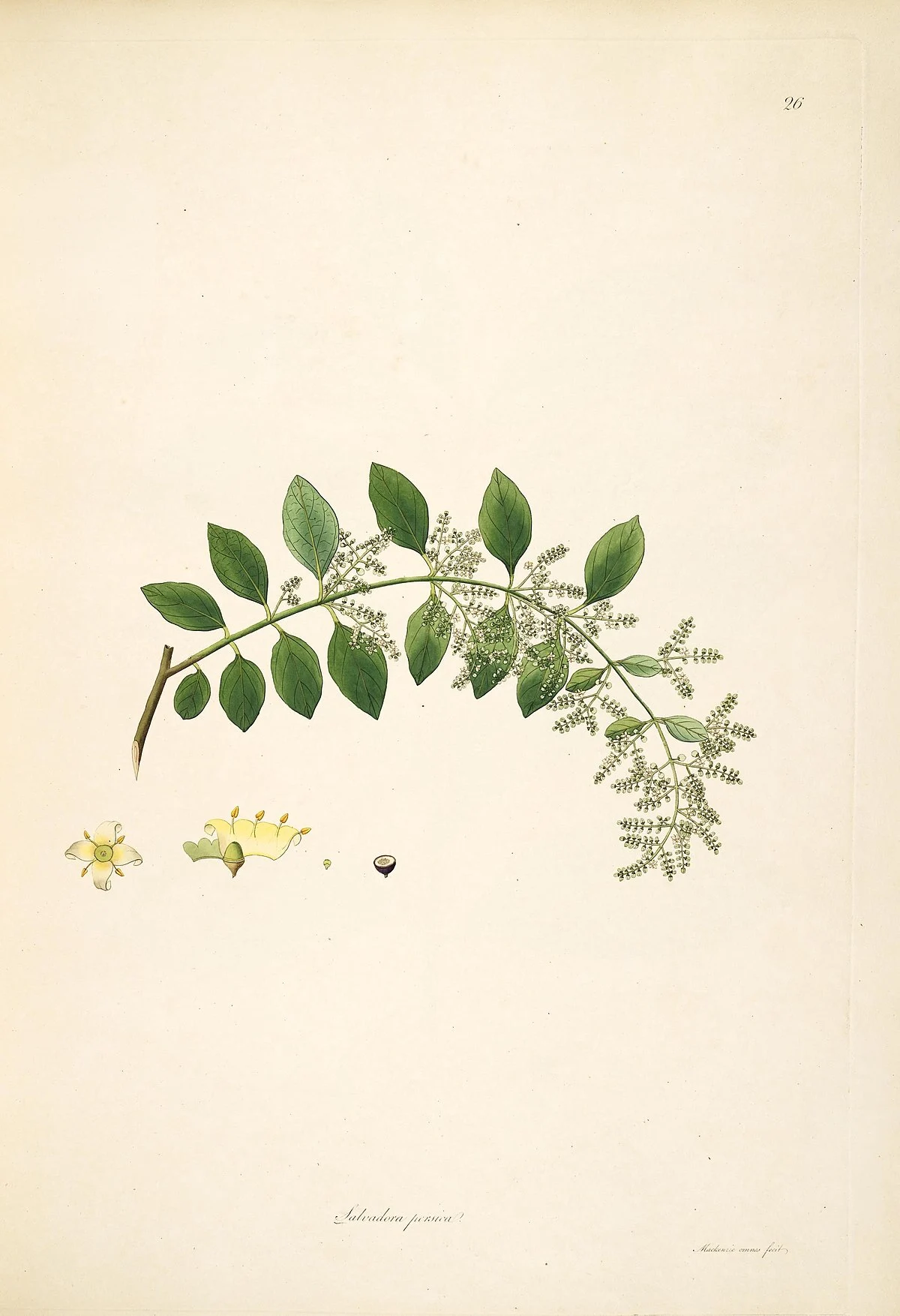 Salvadora persica - Wikipedia