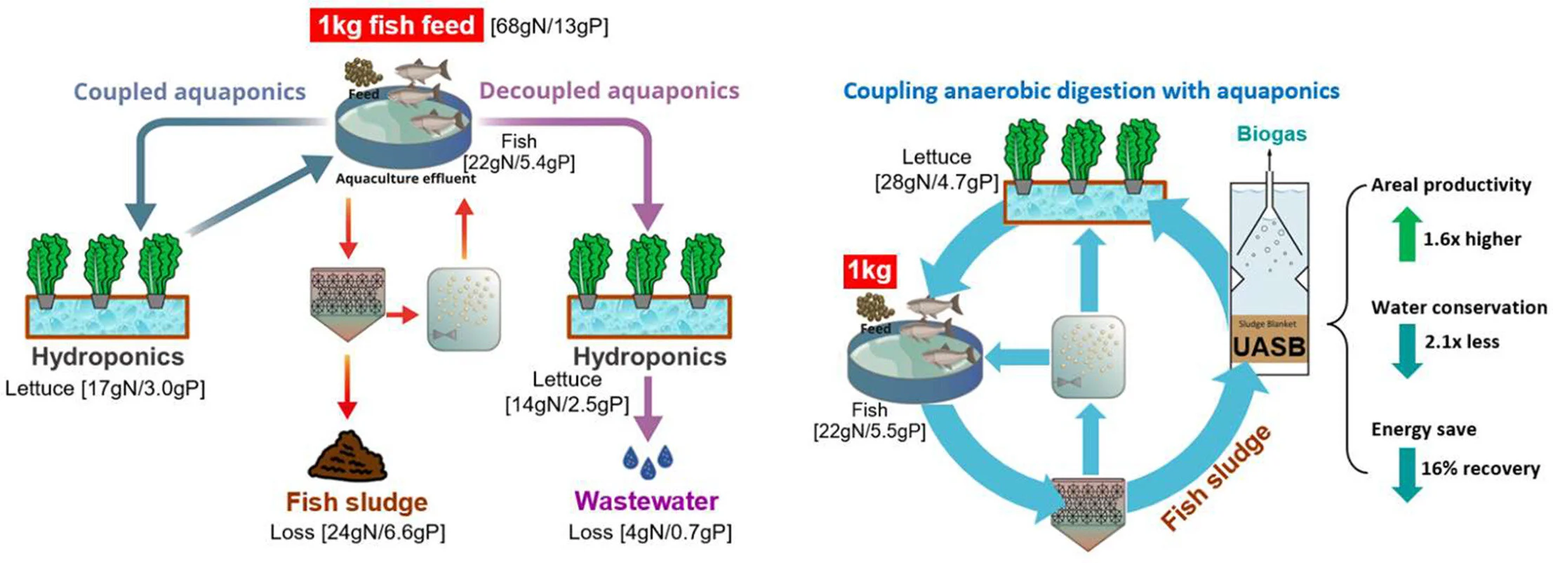 A unique aquaponics system to produce more fish and vegetables with less energy