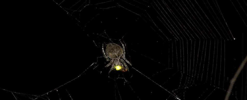 Spider Species Uses Male Fireflies as Ghastly Puppets to Seduce Its Prey