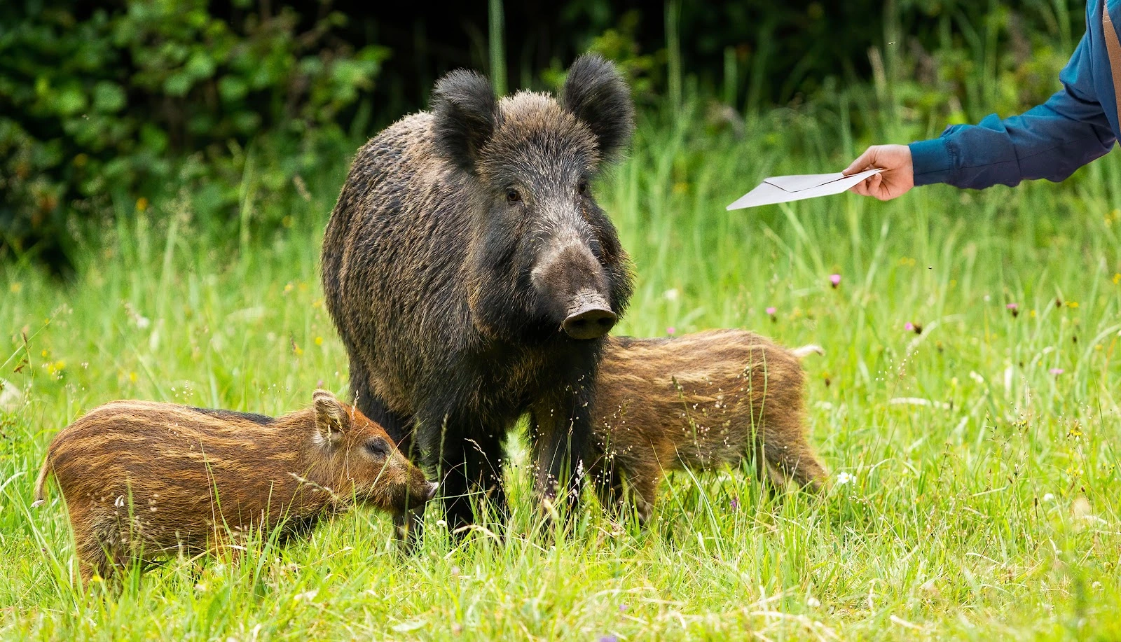 Kleinmachnow: Wildschwein erhält Rechnung über 362.427,78 Euro teuren Polizeieinsatz