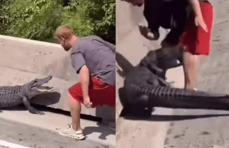 Florida Man Harasses Alligator Until It’s Time To Pay The Price