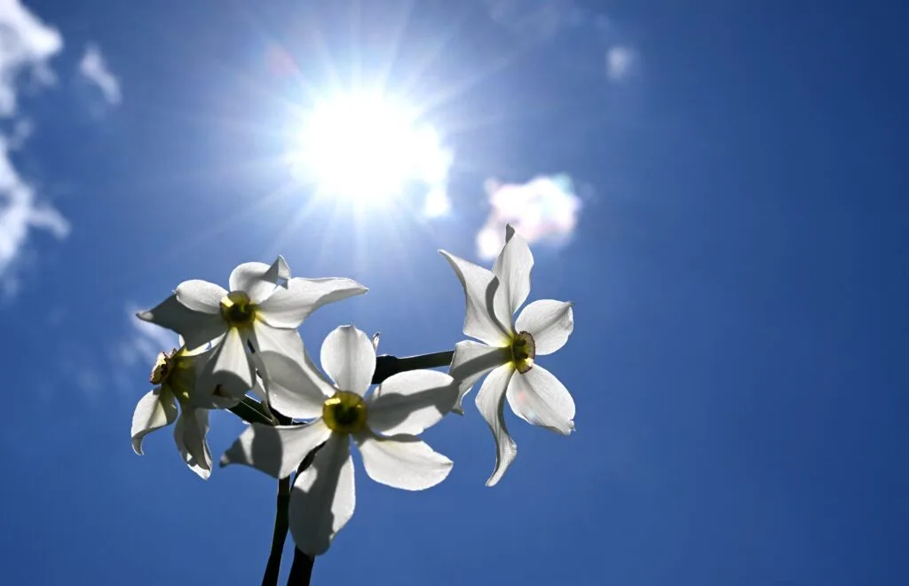 Quel temps pour le printemps? Ce que disent les premières tendances pour la saison