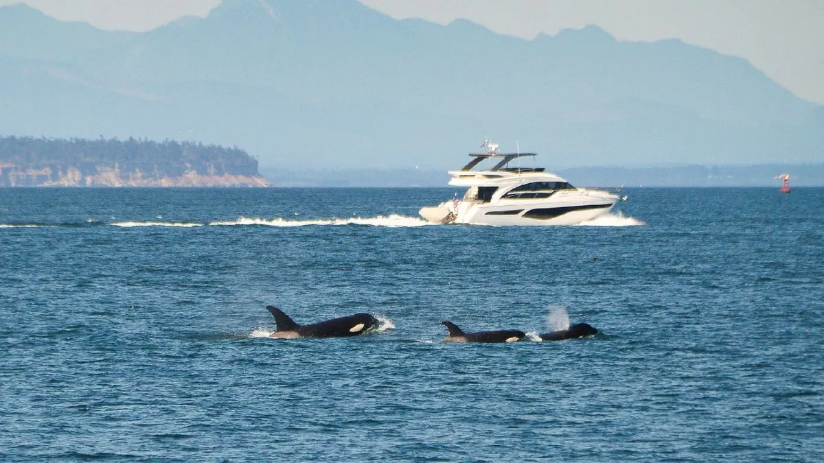 Orcas sink another boat in Europe after a nearly hour-long attack