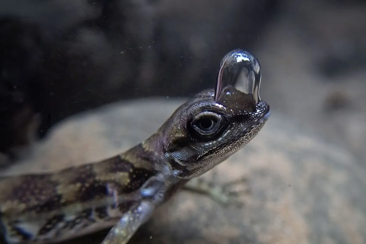 "Scuba-diving" lizard evolved bubble-breathing trick to dodge predators