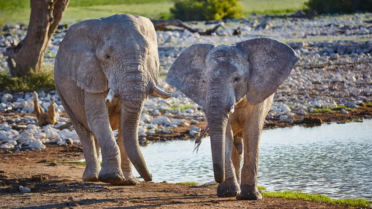 Namibia: Schlachtung von Wildtieren wegen starker Dürre