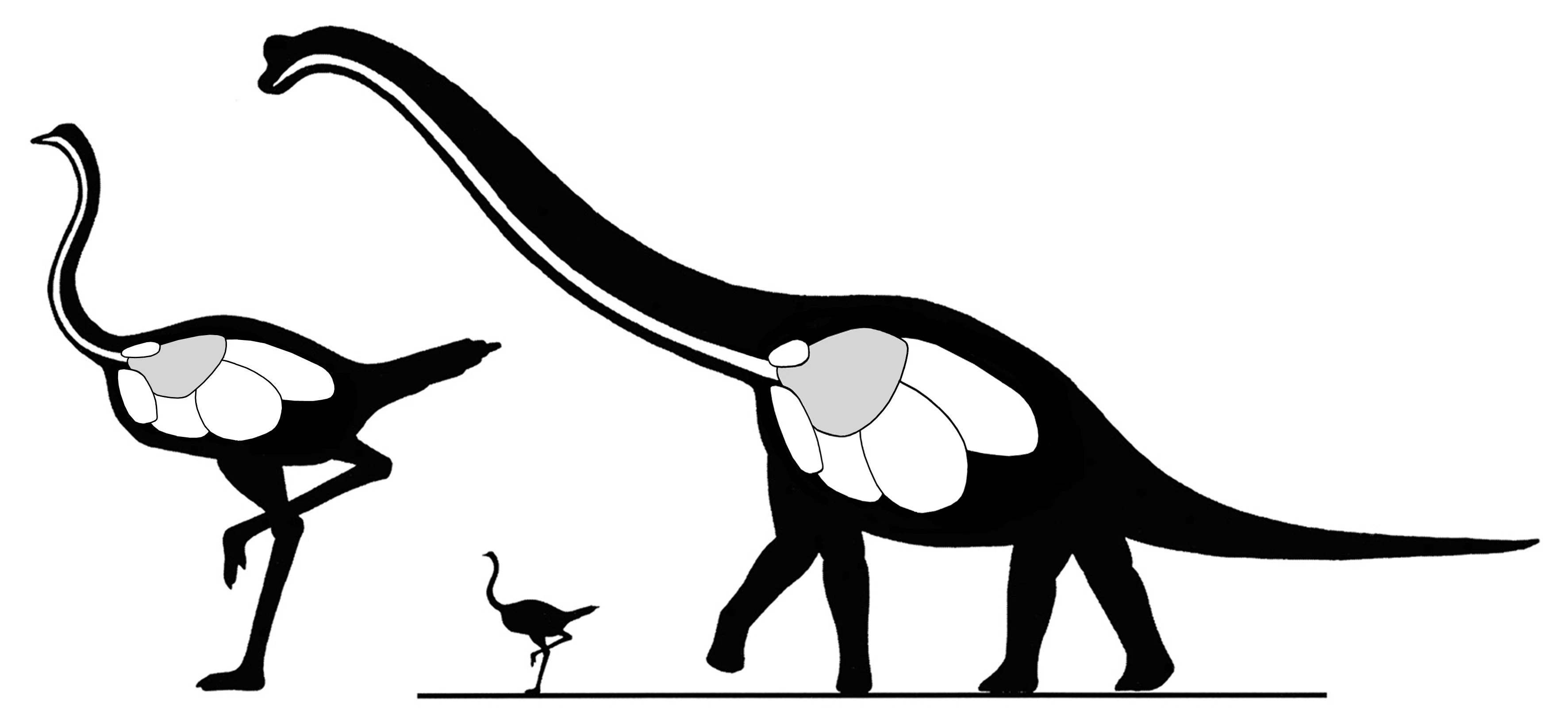 If I could dissect a sauropod…