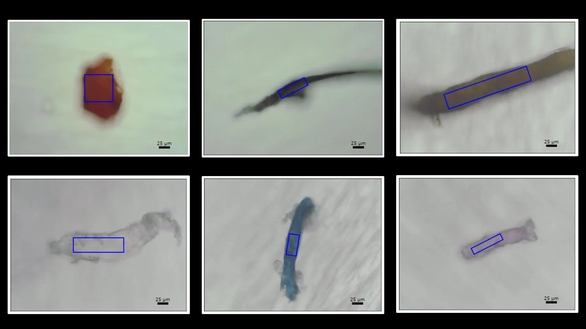 A possible explanation for the 'missing plastic problem': New detection technique finds microplastics in coral skeletons