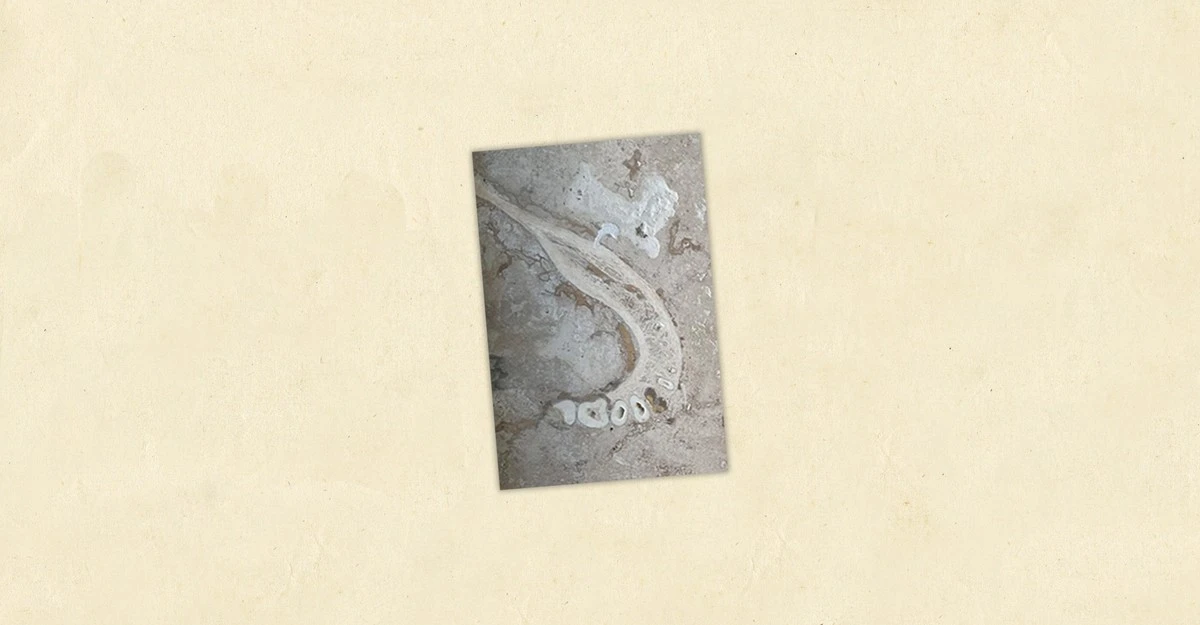 A Dentist Found a Jawbone in a Floor Tile