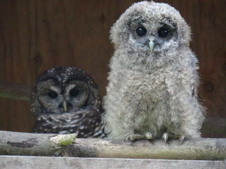 Critical habitat for endangered B.C. owl doubles under new draft recovery plan