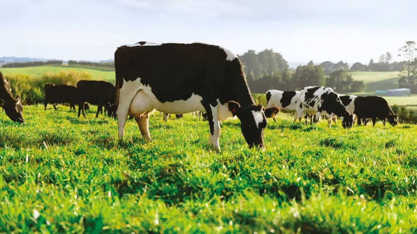 Fonterra is getting ready to tackle its biggest source of emissions - farmers