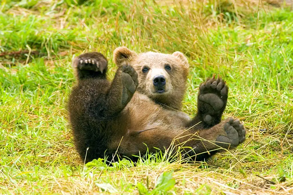 Sweden to Kill Nearly 500 Brown Bears This Year