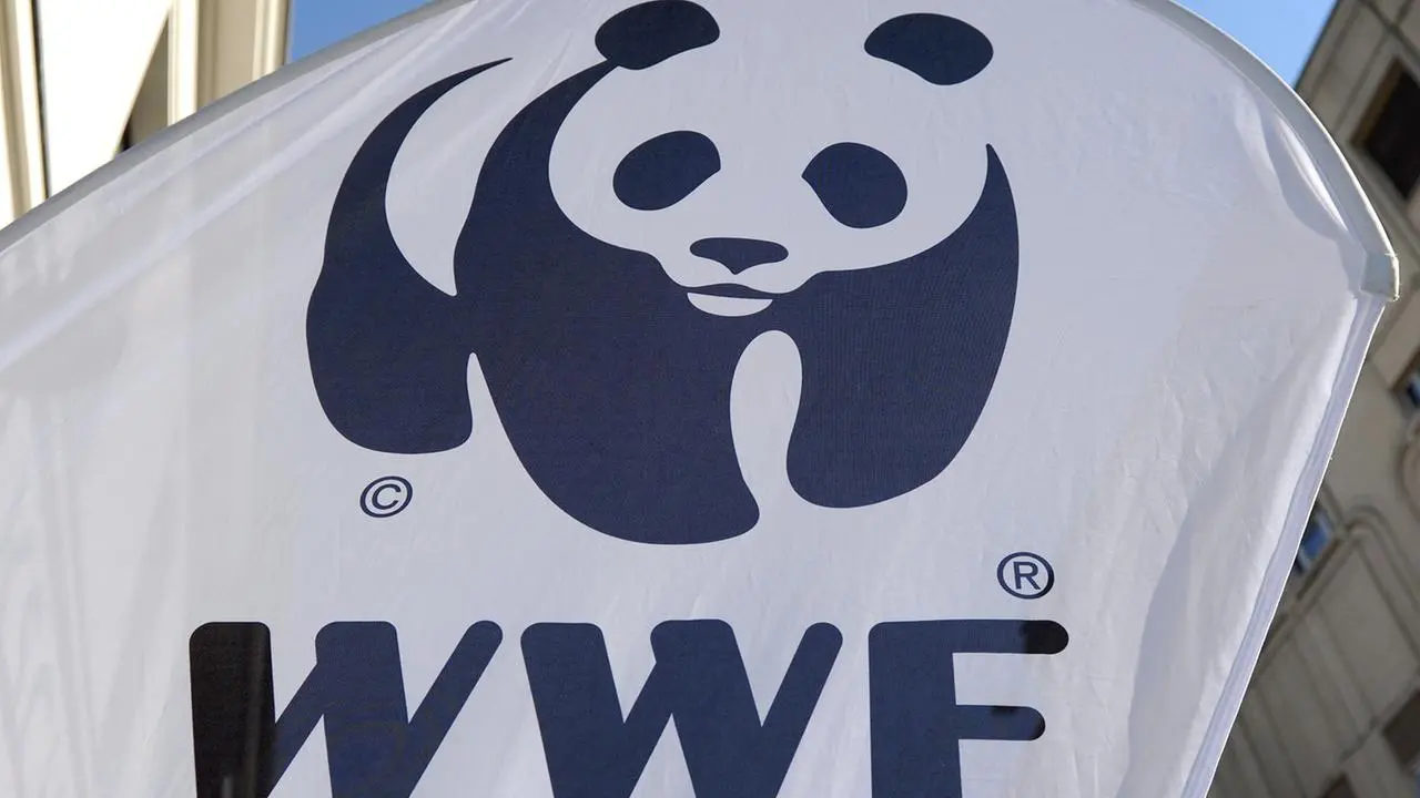 Umweltverband in der Krise: Massive Finanzlücken beim WWF