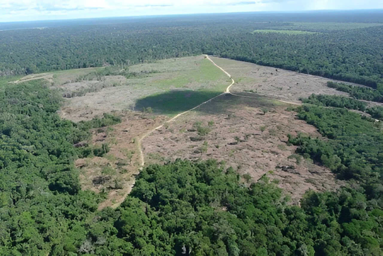 Deforestation in the Amazon is driven more by domestic demand than by the export market, finds study