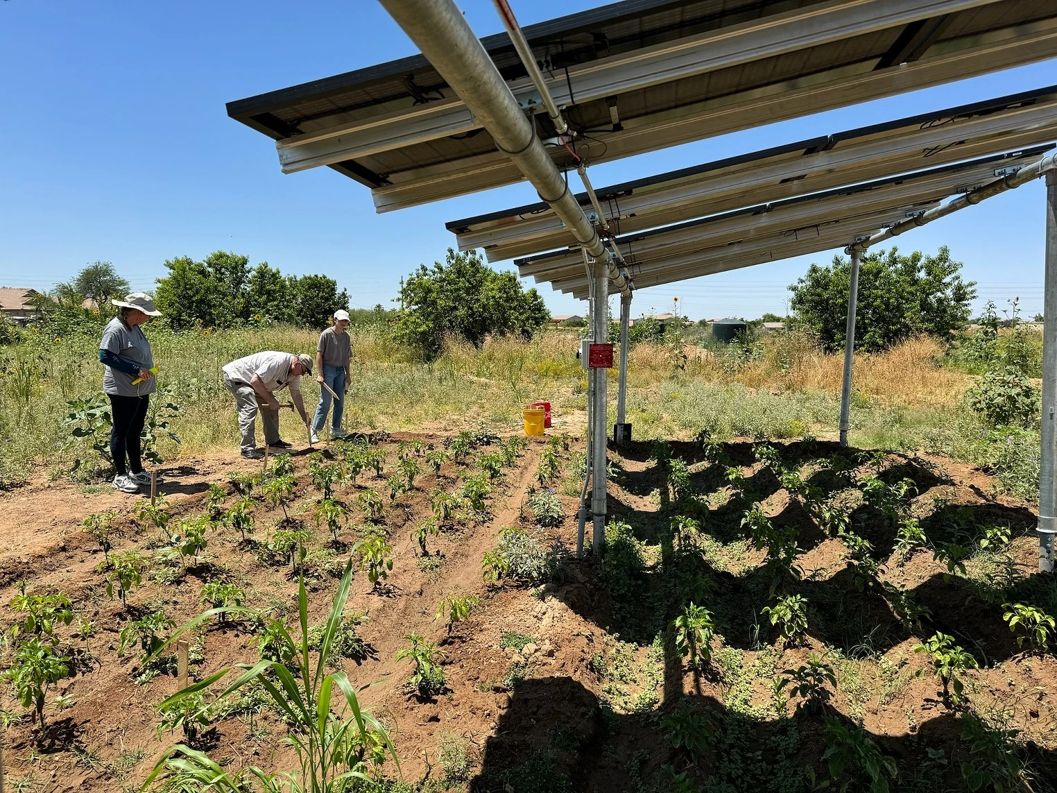 Arizona farmers use solar panels to shade crops, improve sustainability