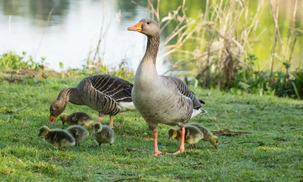 Good News! British Island of Guernsey Bans Foie Gras, Fur Farms, and Other Cruel Practices