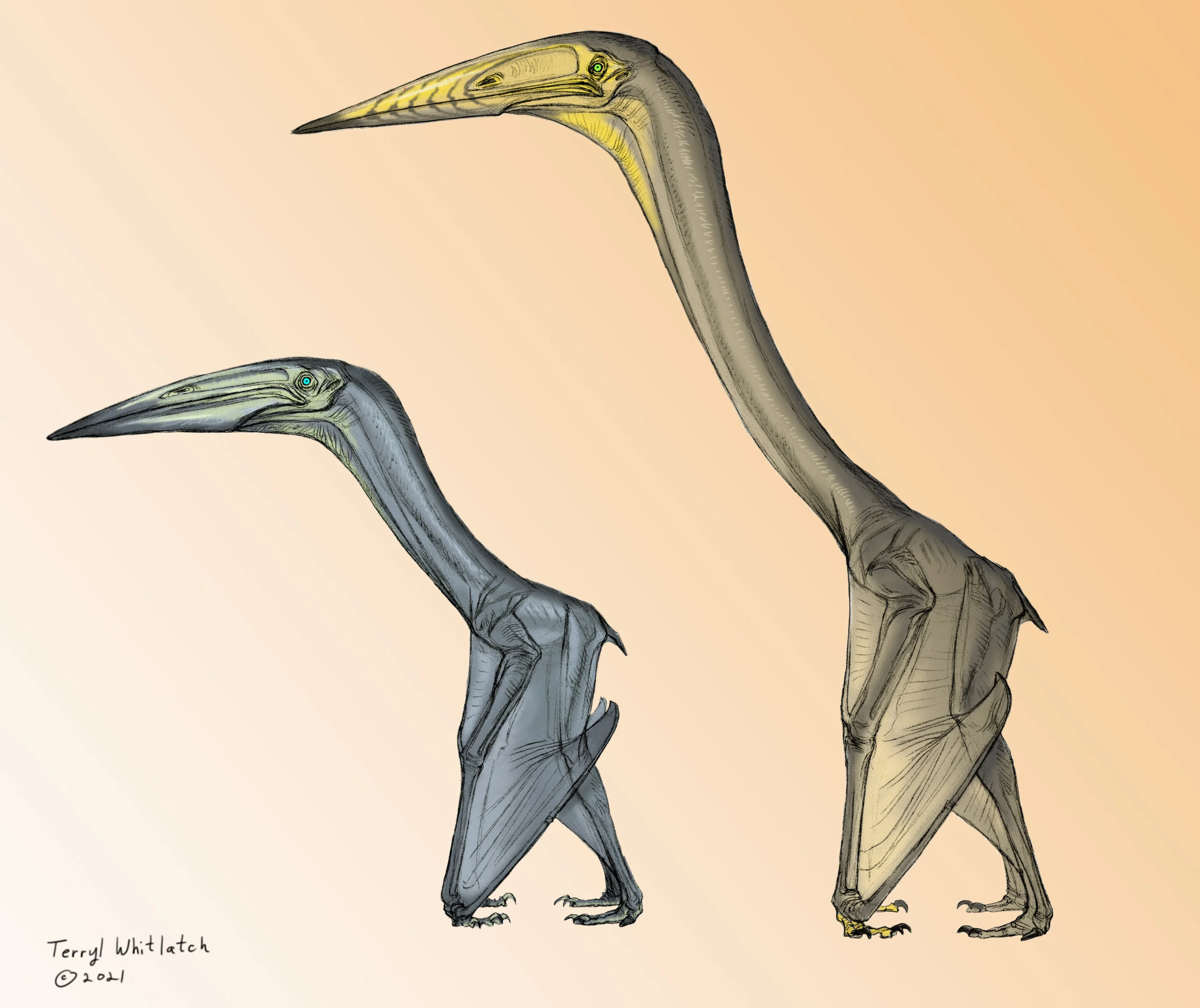 'Some pterosaurs would flap, others would soar'—new study confirms flight capability of these giants of the skies