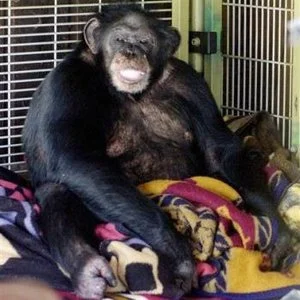 Travis (chimpanzee) - Wikipedia