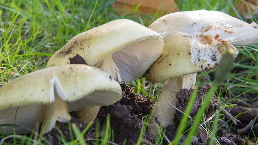 What happens when you eat a death cap mushroom?