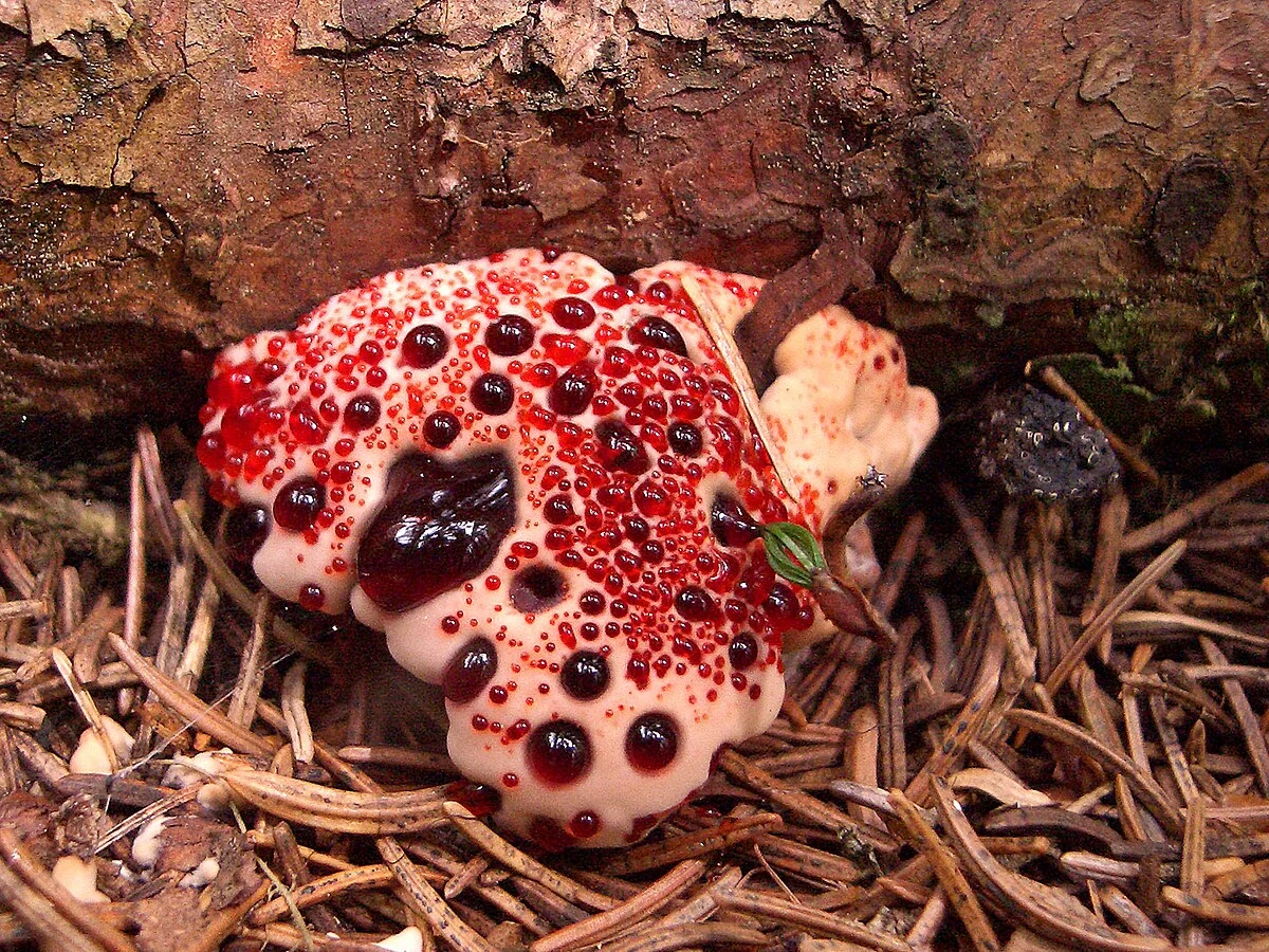 Hydnellum peckii - Wikipedia