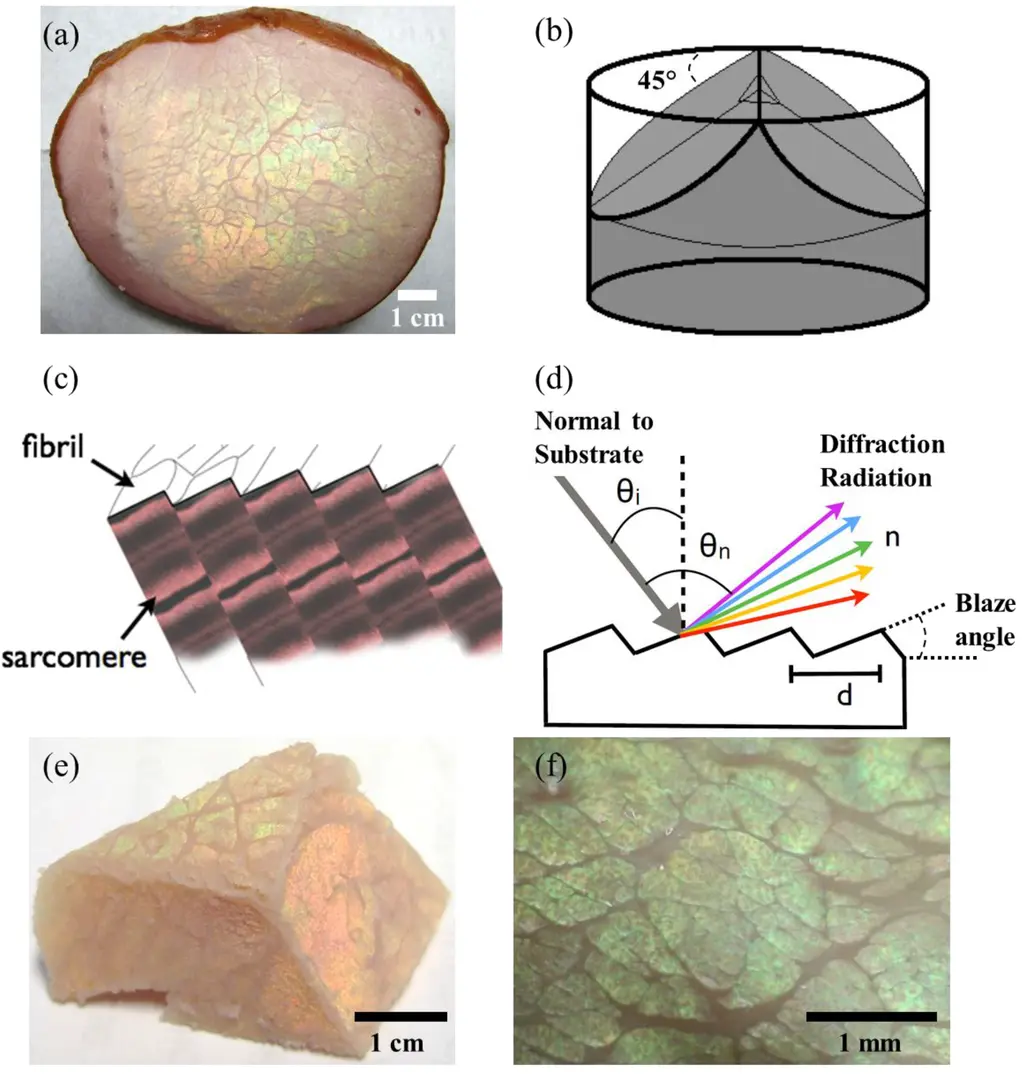 Iridescence in Meat Caused by Surface Gratings