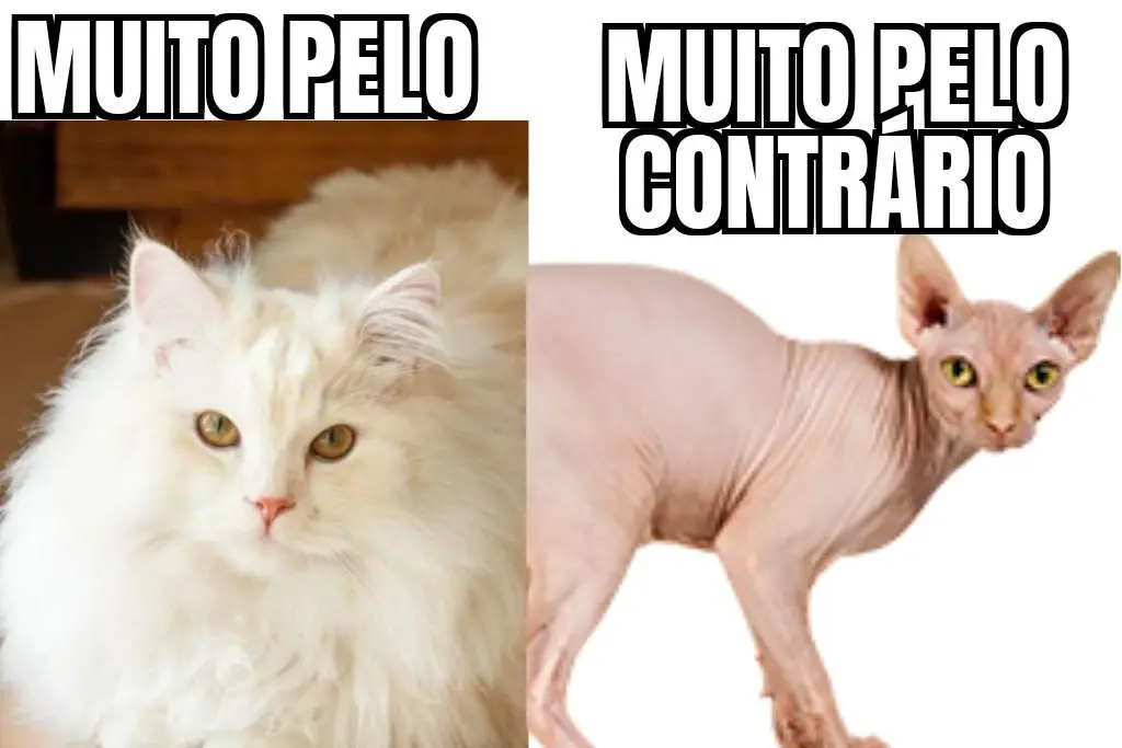 Meme colorido com fotos de gato. À esquerda, a foto de um gato branco peludo com a legenda "muito pelo". À direita, a foto de um gato sphinx, que visualmente não tem pelo, com a legenda "muito pelo contrário"