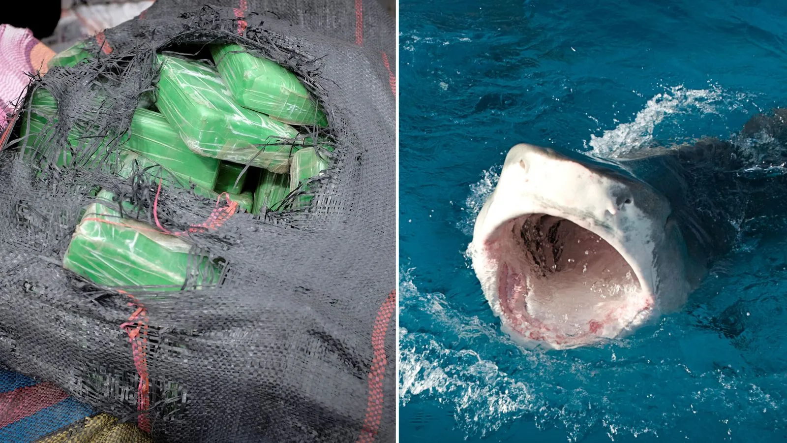 Cocaine dumped in the sea off Florida could have 'crazy' consequences if sharks eat it, scientists find