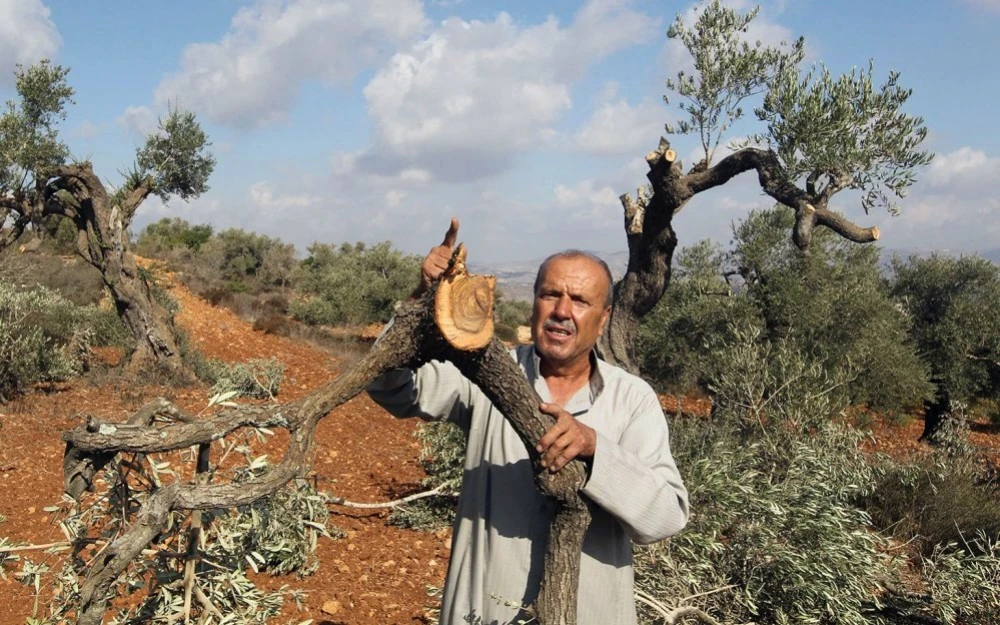 Israeli settlers uproot trees, destroy crops in Bethlehem