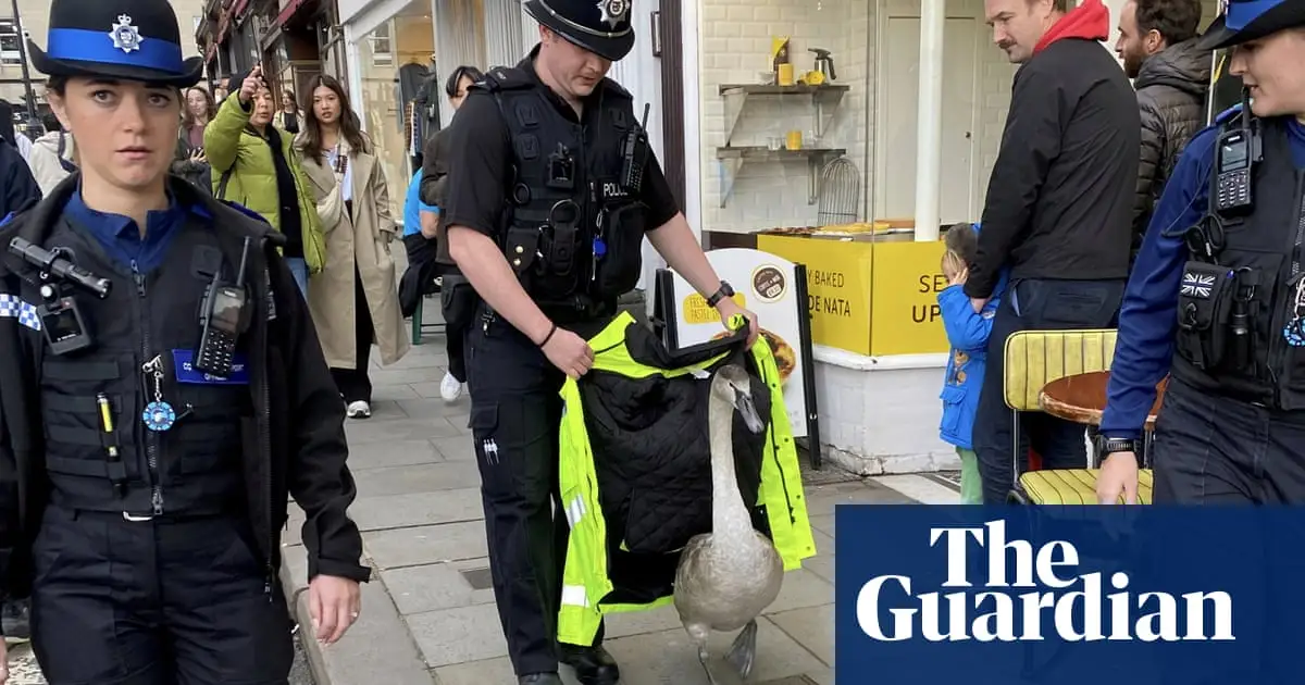 Hot Fuzz comparisons made in Bath as police escort lost swan to river