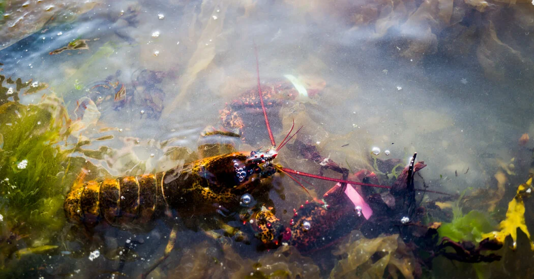 Opinion | What the Lobstermen of Maine Tell Us About the Election