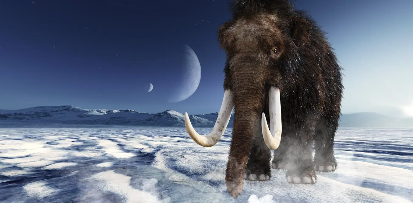 Did inbreeding cause the woolly mammoth’s extinction? Our research suggests it was more sudden than that