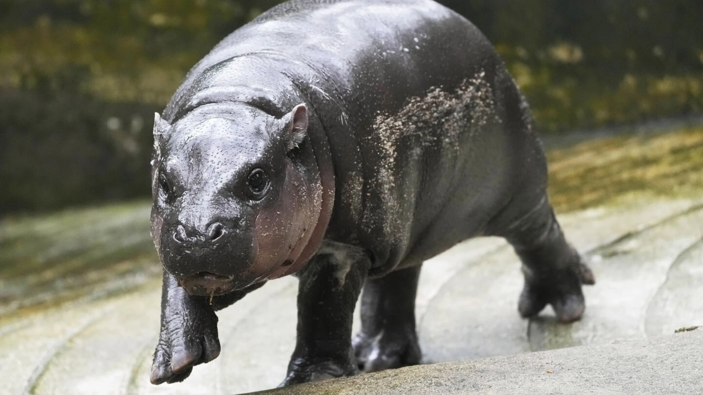 Thailand's adorable pygmy hippo Moo Deng has the kind of face that launches a thousand memes