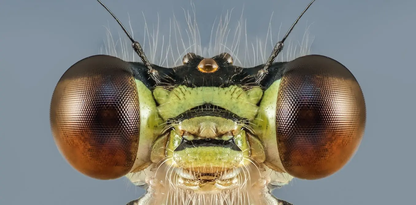 The fascinating sex lives of insects